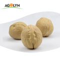 High Protein China Cultivation Type and High-class AAA Grade walnut price